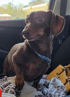 Benji