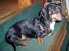 Molly