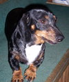 Molly