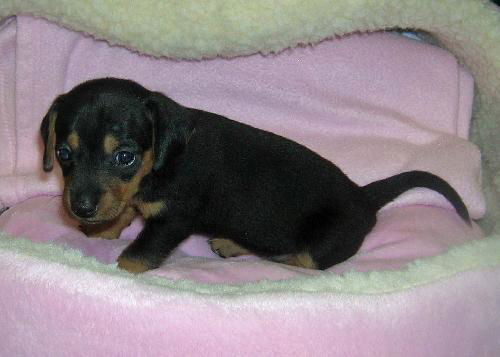 Trina