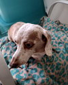 Molly