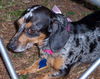 Lillianna