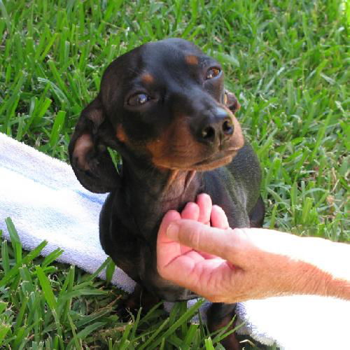 Trixie