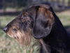Ruger