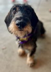 Ruger