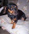 Mitzi