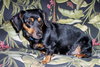 Mitzi