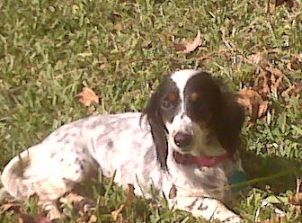 Trixie