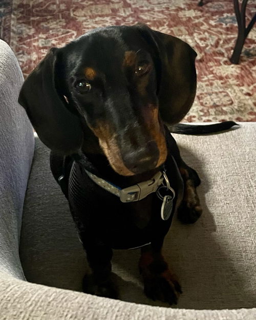Owen