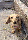 Sadie