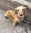 Sadie