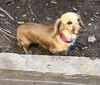 Sadie