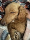 Sadie