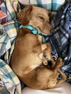 Sadie