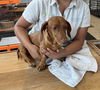 Pepito 