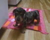 Lily