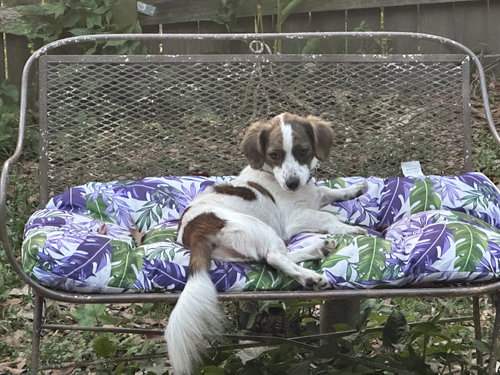 Mylo