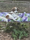 Mylo