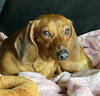 Basil