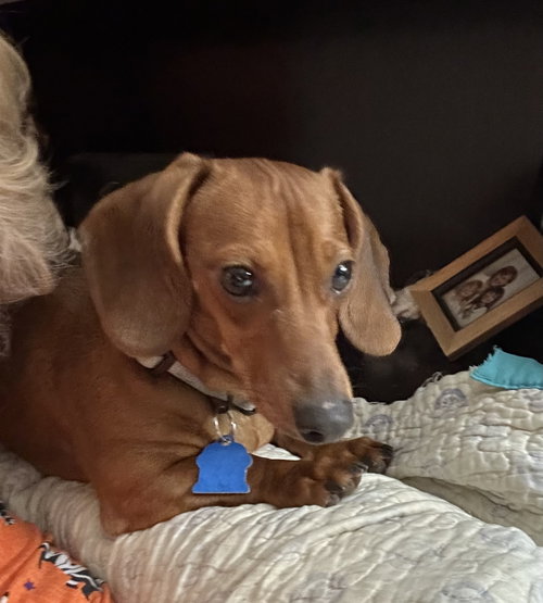 Basil