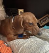 Basil