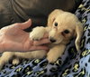 Twinkie