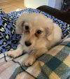 Twinkie