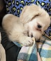 Twinkie