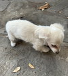 Twinkie