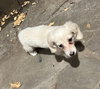 Twinkie