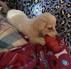 Twinkie