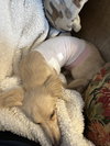 Twinkie