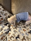 Twinkie