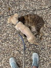 Twinkie