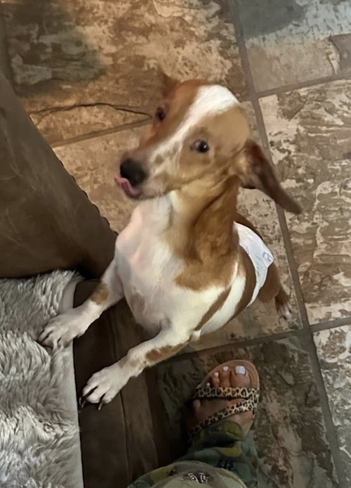Piper