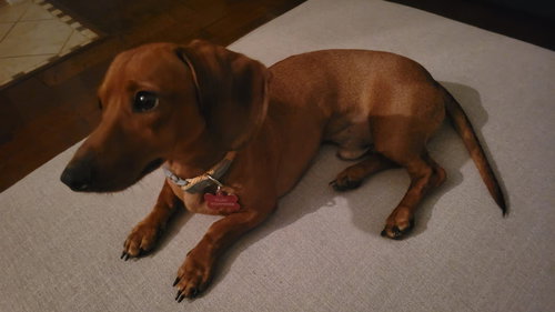 Cooper