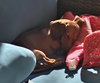 Cooper