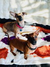 Lilo