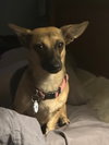 Lilo