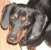 Shiloh