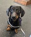 Louie