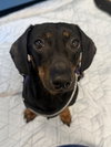 Louie