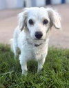 Paloma