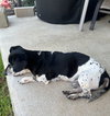 Otis
