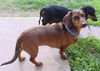 Roxie