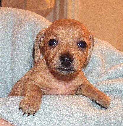 Little Joe