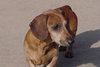 Mr. Pete