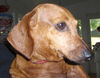 Lindy