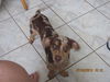Tripper