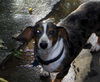 Atticus